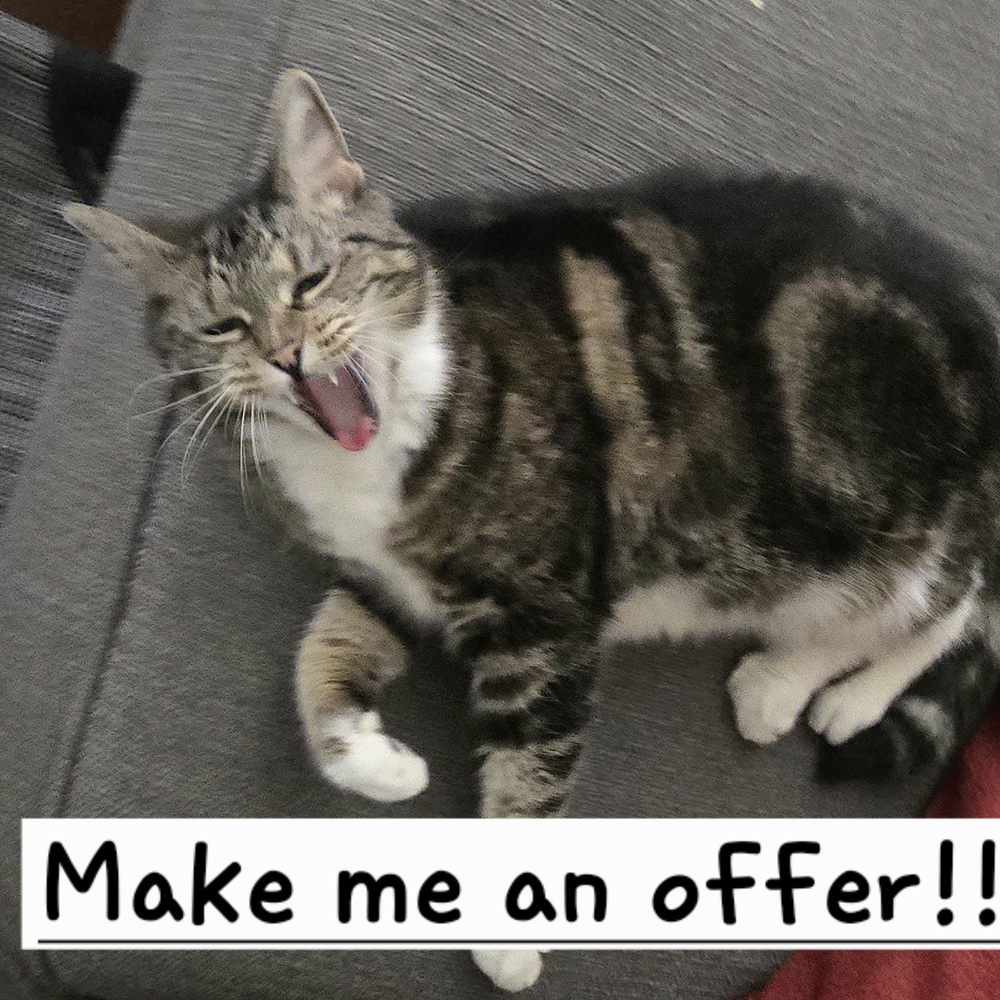 Bailey Bug Is Waiting For Your Offer